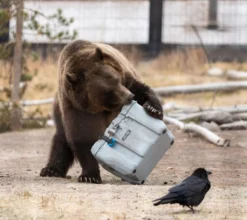 Lifetime Kühlbox 26,5 Liter Volumen -Leonardo Verkäufe 68fca415da8308f13e0b69044a19e710